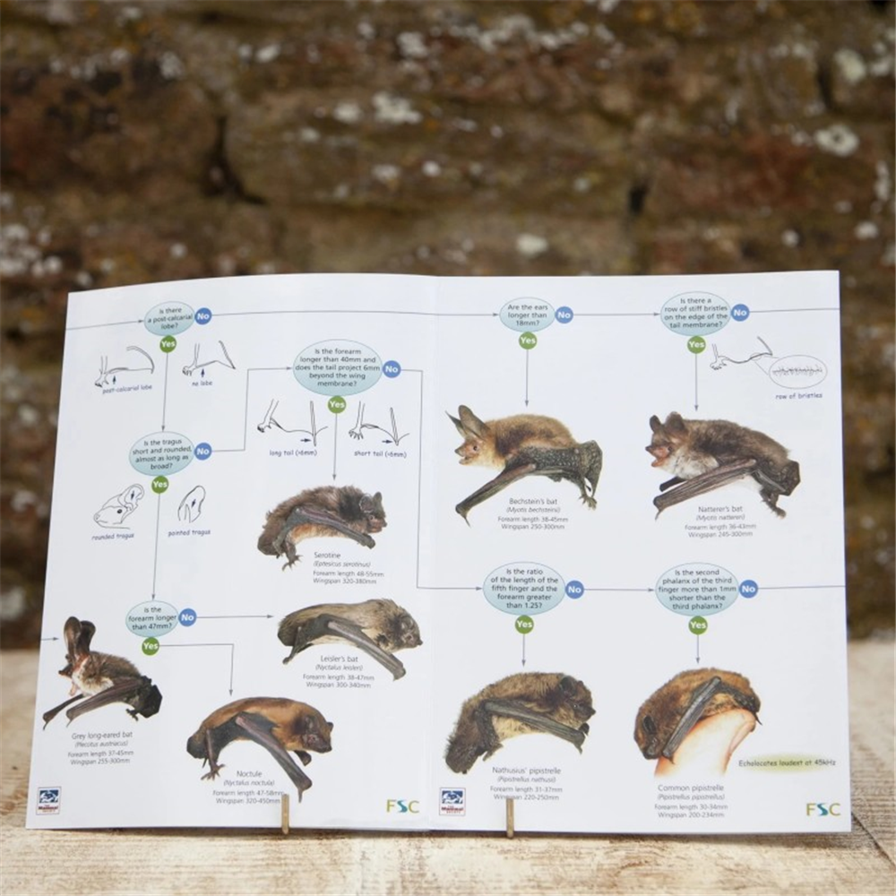 Wildlife World Field Guide to British Bats Waterperry Gardens